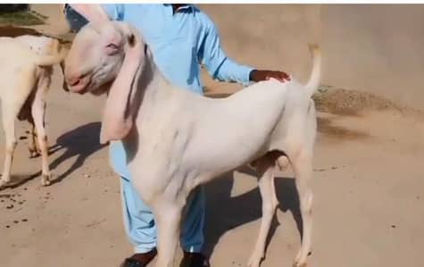 Desi Bakra for sale WhatsApp 0347,2094,636