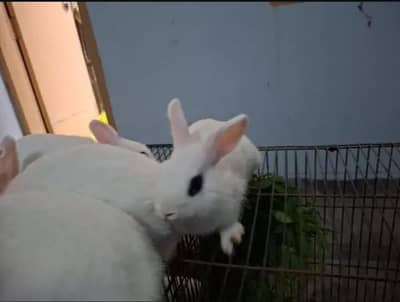 hot tot dwarf rabbit