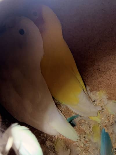 Love birds with eggs