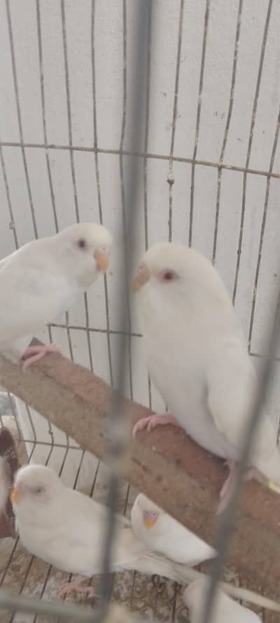 Red Eyes Australian Budgery