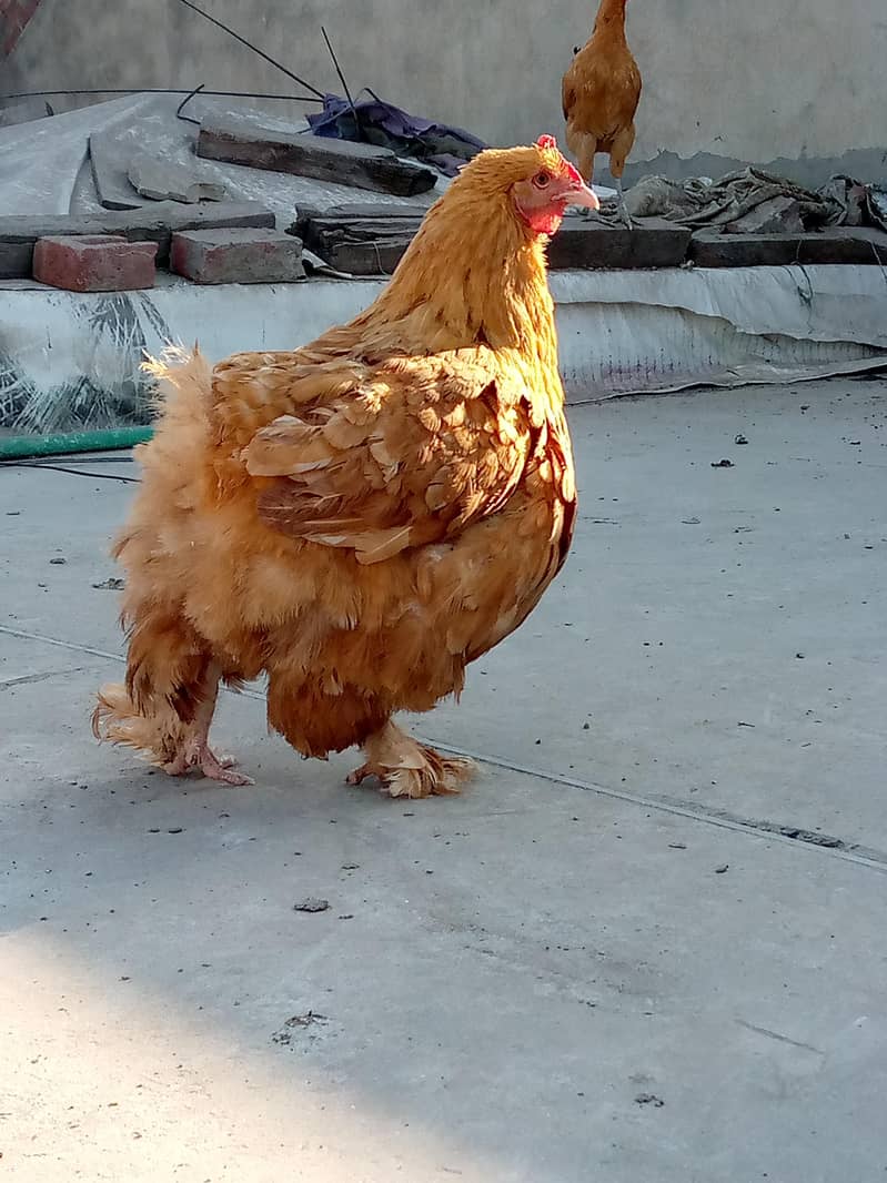 Bantam Hen 2