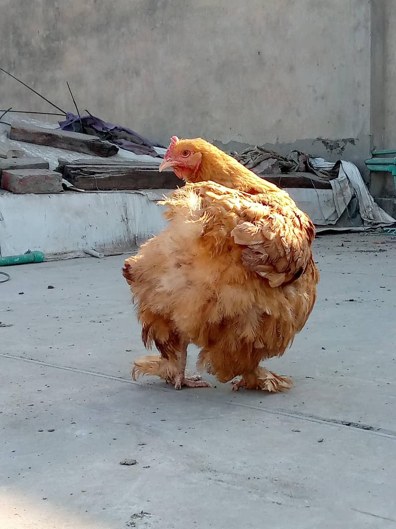 Bantam Hen 3