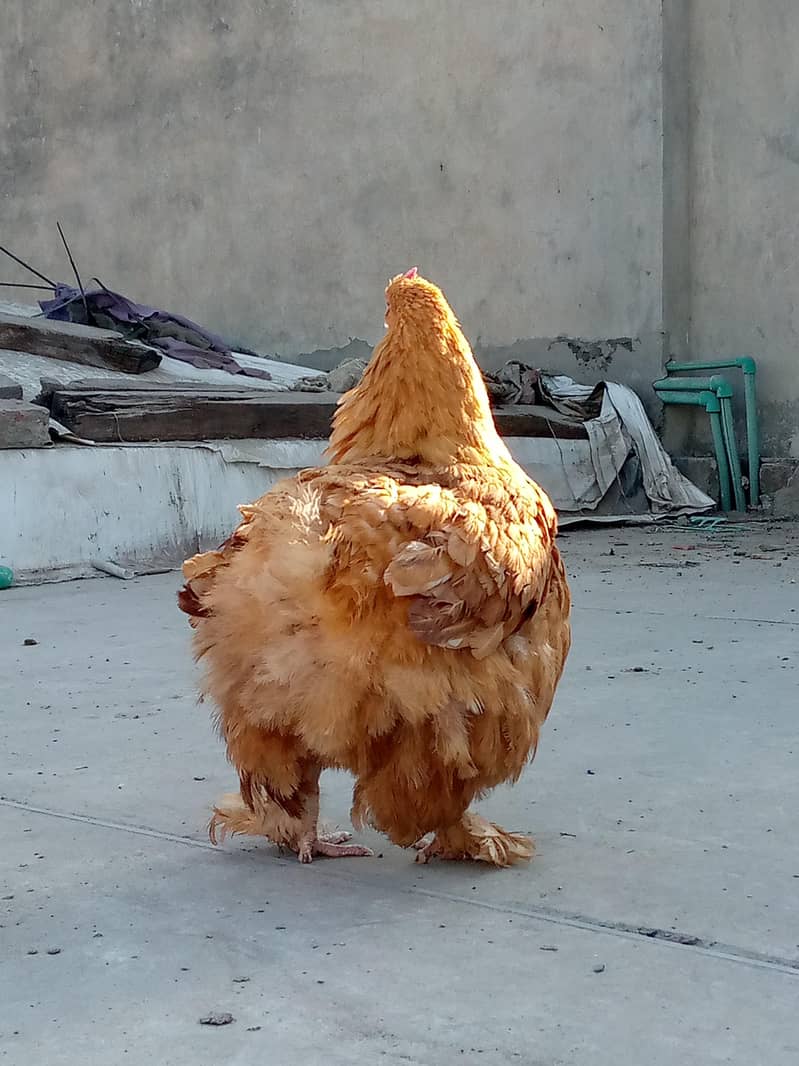 Bantam Hen 4