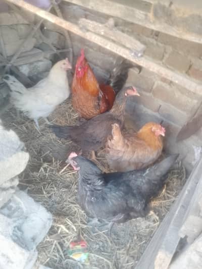 aseel and golden hens