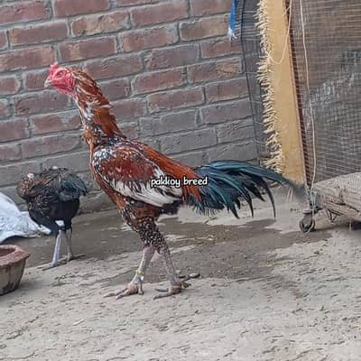 pakkoy dreamer hard hiter