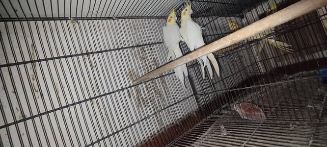 cocktail and common lutino  sale