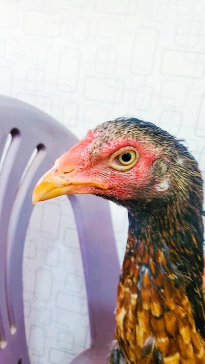 Aseel hen female pathi