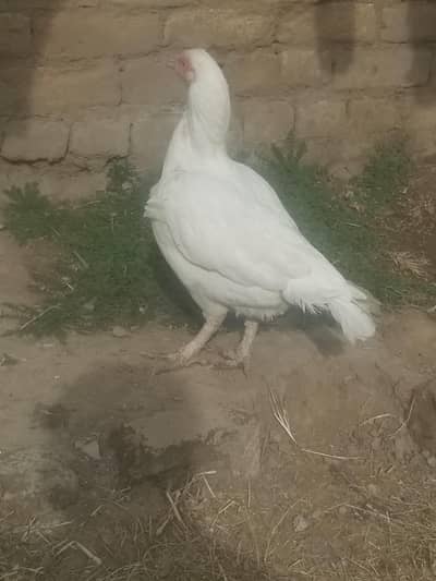 someone interested bye this message me in olx