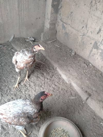 Healthy and Active Breader Female