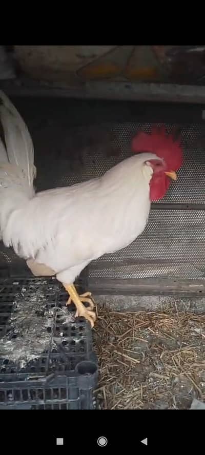 pure White misri roaster 