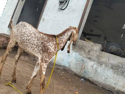 makkhi chilli Pathak
