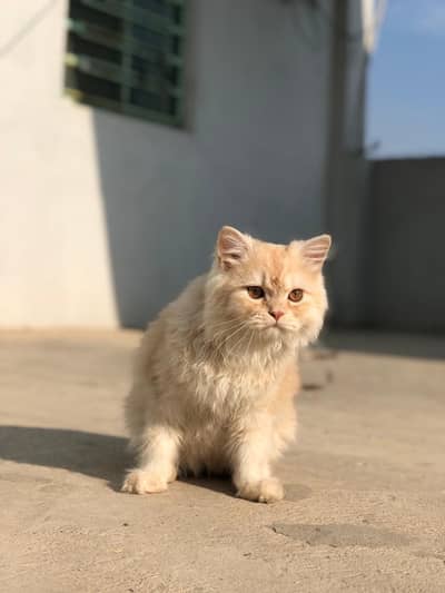 Gorgeous triple coat Persian male- 8 Months old