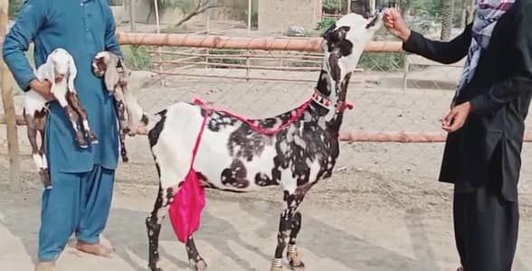 Desi Bakri 2 bacchon ke Seth for sale 03106417029