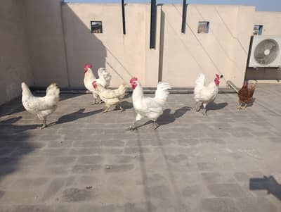 white astrolope heritage mail for sale