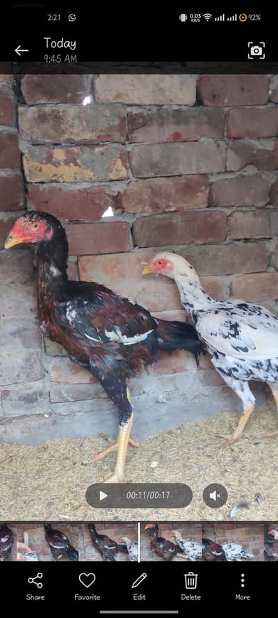 J Shamo patha and pathi for sale