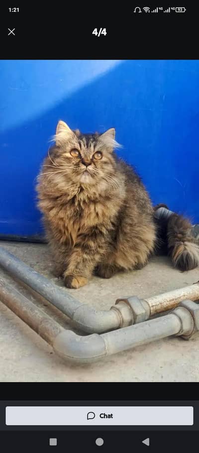 12000 Male triple coat cat