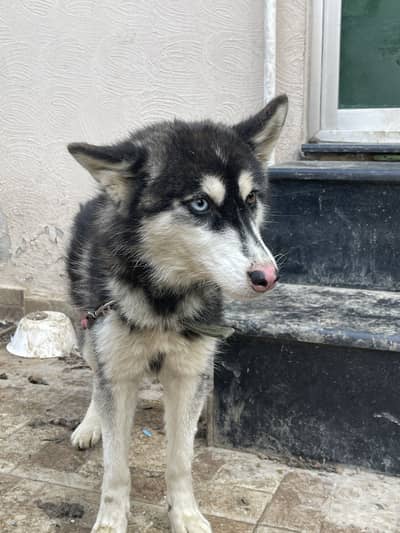 Siberian huskey for sale