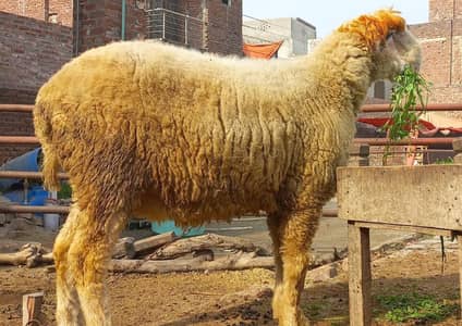 ssheep | mundre | mundra chatra | bakra |Top quality/sheep