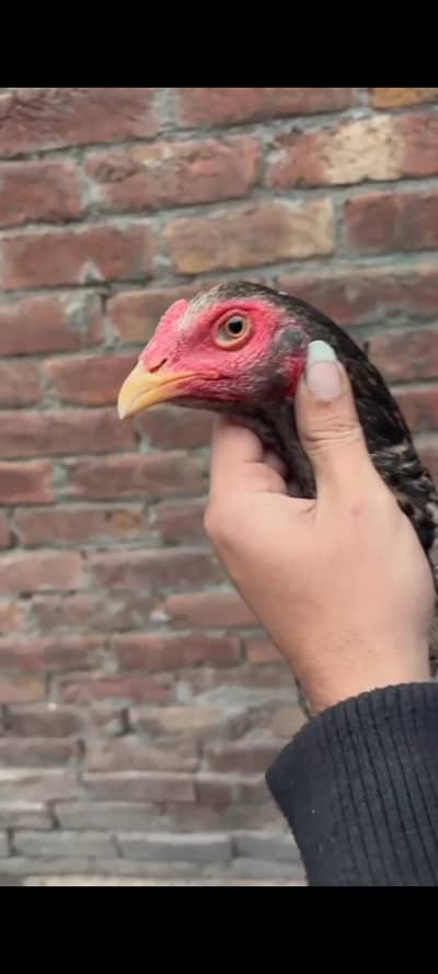 Aseel Thai /Aseel pakoya Aseel Pathya / brazilian aseel /turkish aseel