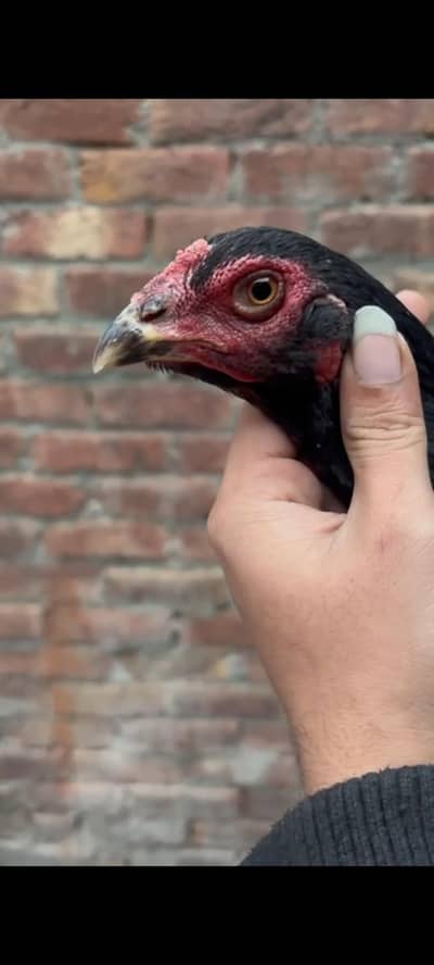 Aseel Thai /Aseel pakoya Aseel Pathya / brazilian aseel /turkish aseel