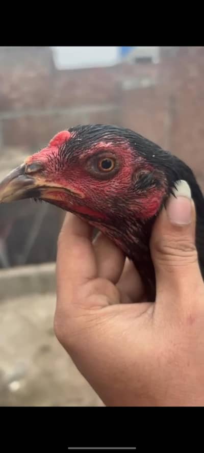 Aseel Thai /Aseel pakoya Aseel Pathya / brazilian aseel /turkish aseel