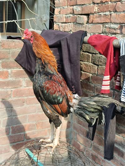 Aseel Thai pakoye cross