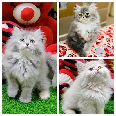 Persian Kittens | litter Trained | Doll Face | Punch Face | Ava
