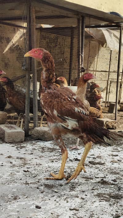 Aseel Cocks & Hens Excellent Breed