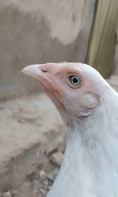 Aseel Heera Paper White Murgi