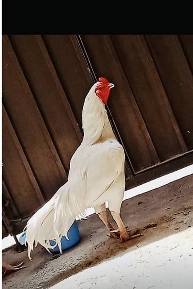 Masahallah high quality heera eggs  for sale breeder’s not for sale