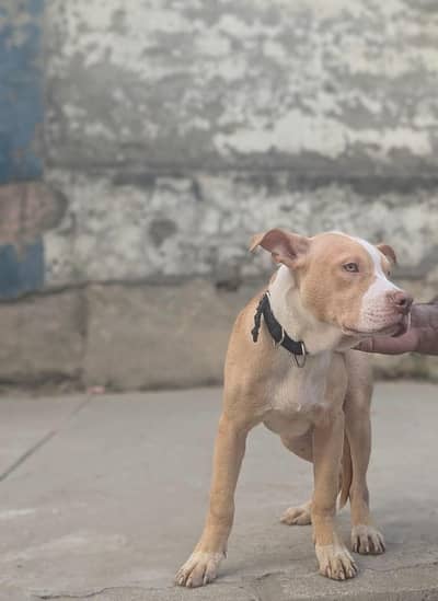 American pitbull terrier