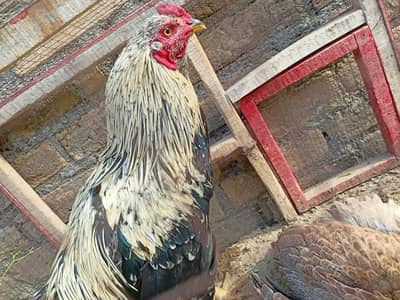 Aseel Jawa Murga For Sale