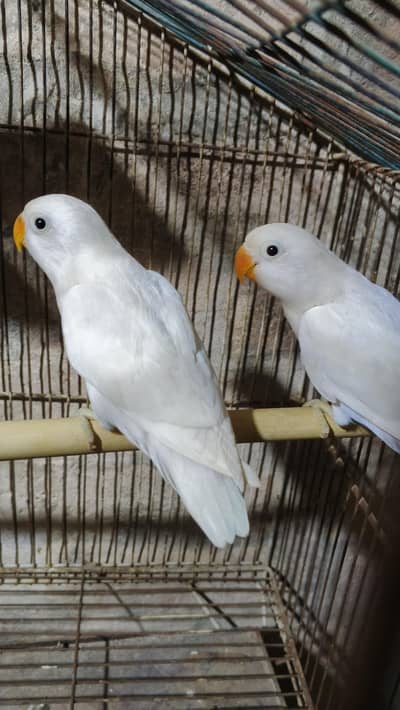 chiks exchange possible with pigeon 03040073399