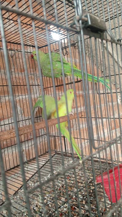 Green Parrot  kathay