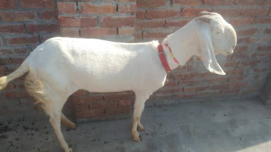 Rajanpuri Goat Urgent for sale