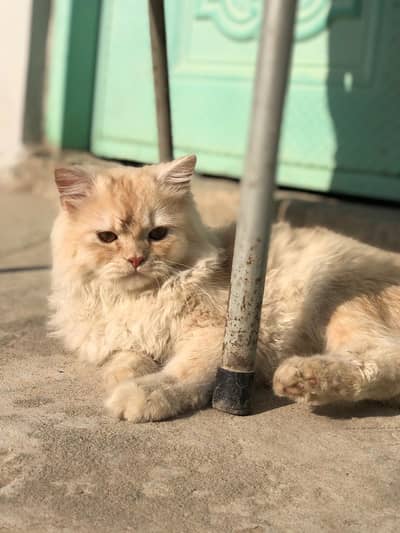 Gorgeous triple coat persian male. 8 months old