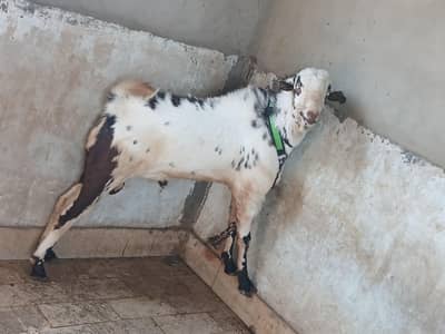 breader super qulity medium teddy nasal