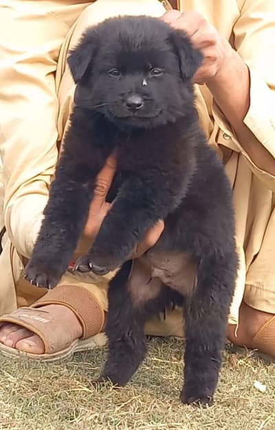 German Shepherd puppies for sale