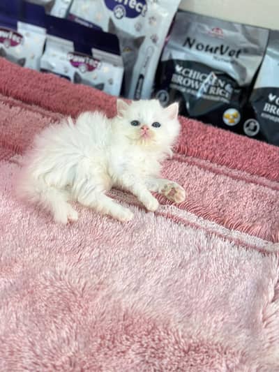 punch face triplle coat blu eyes kittena available