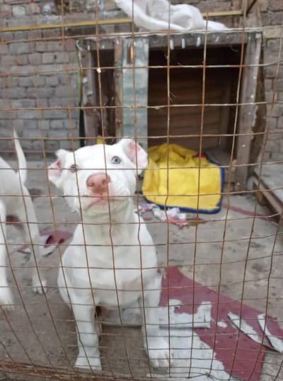 kohati gultair pink nose puppies for sale