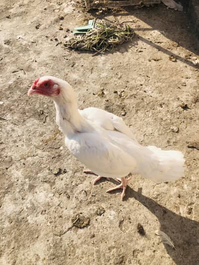 Paper white maadi 100%