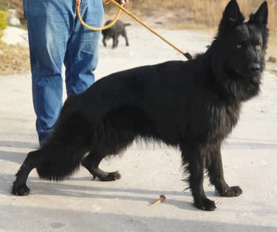I want to sale my long coat pedigree black German shepherd