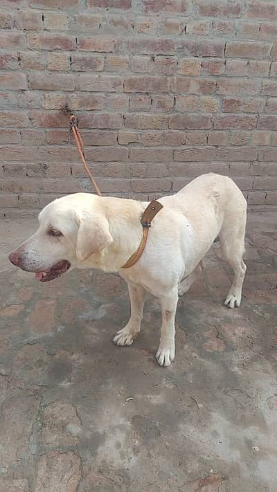 Labrador dog male fully trained & friendly