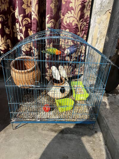 2 Love Birds Pair for Sale