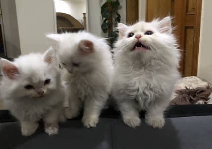 Kittens for sale