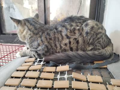 Persian Male Cat contact 03133987673