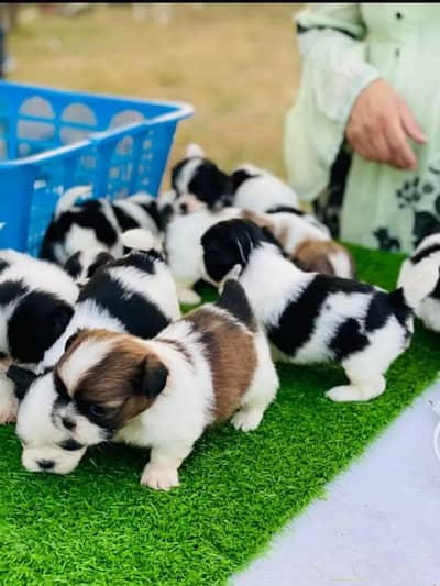 I want to sale my shitzu puppies
