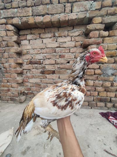 3 Aseel pathay for sale