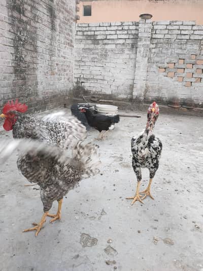 Fancy & Aseel Breeds for Sale