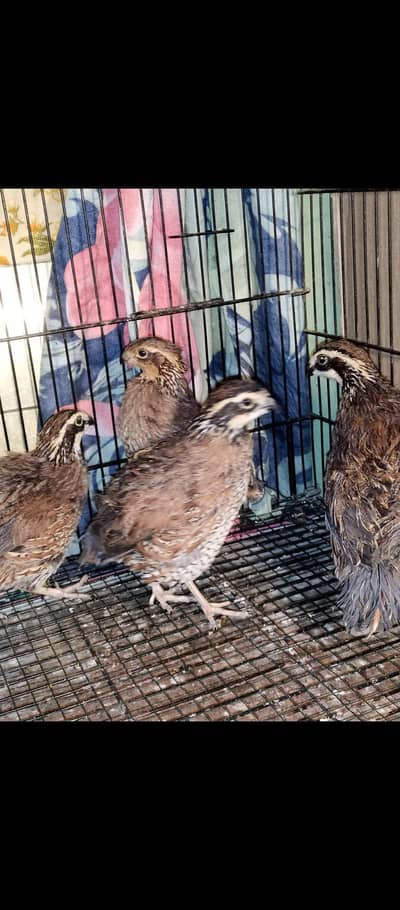 california bobwhite quail